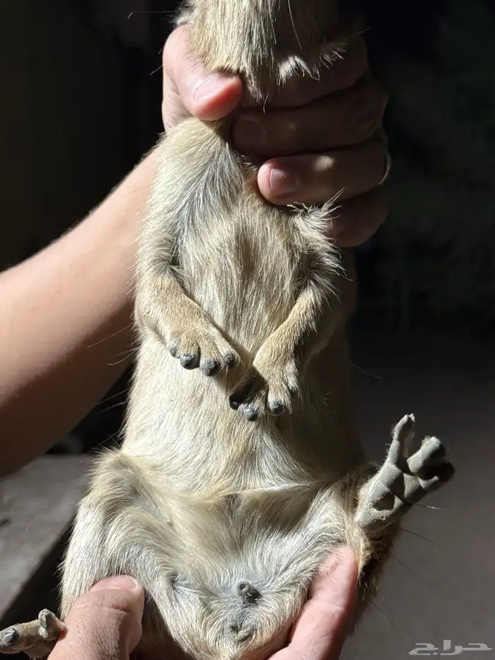 وبران للبيع ذكرين و ثلاث اناثي اعمارهم 8شهور 17