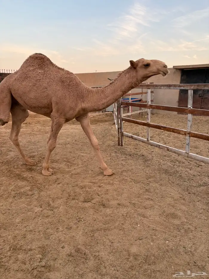 قعود أشعل طايش وزن وزن سومه 8000 1