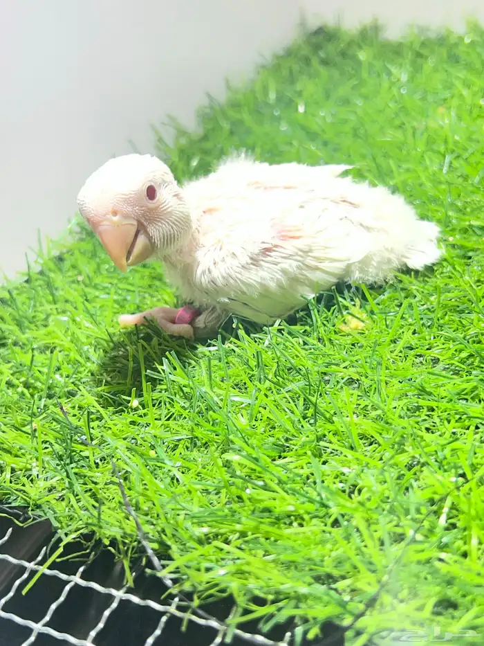 فرخ روز البينو غر 2