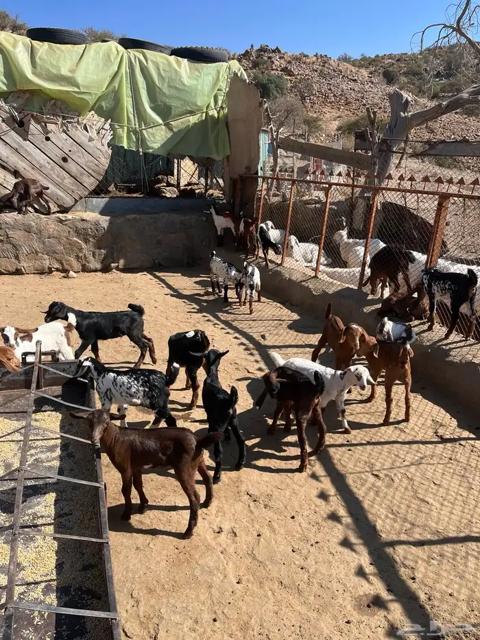 بهم معزا العدد 30 باقي يرضعون حليب العمر شهر 2