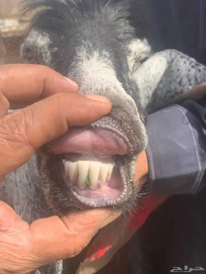 عنزين عارضيات اسداس طيبات 5