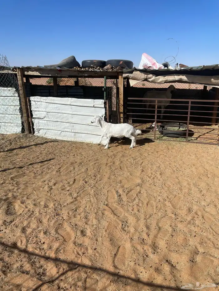 طلي حري للبيع رماح 3