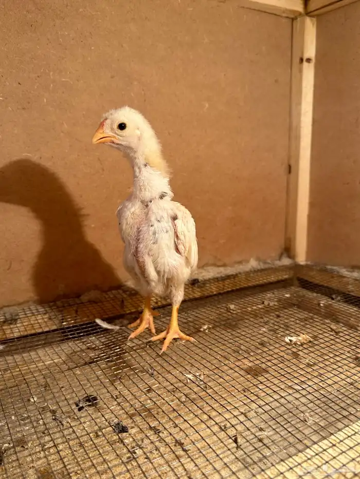 صوص كوشامو (تم البيع) 5