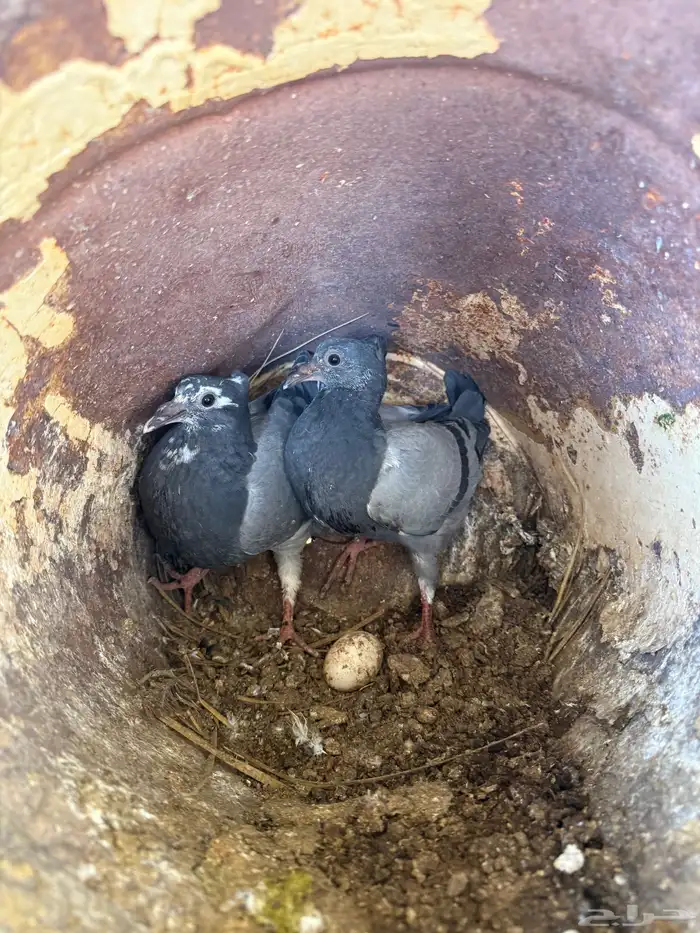 فراخة زاجل وفرنسي شرط احجام وطعم(تم البيع) 3