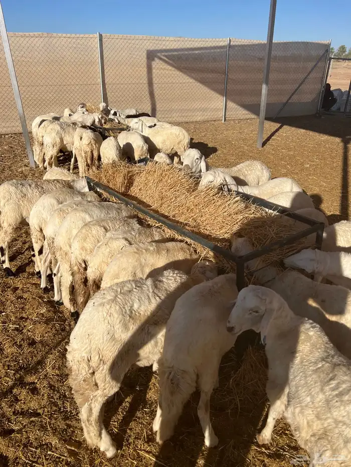 للبيع خرفان شبيه الحري 4