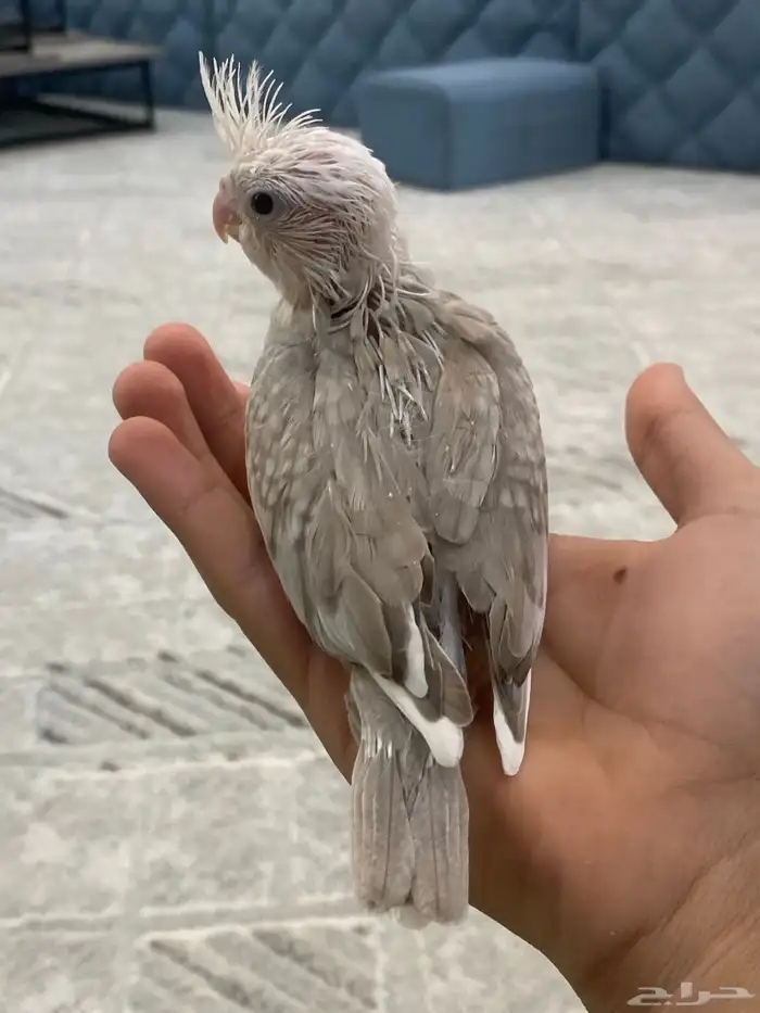 فرخ كروان هولندي فراشه 1