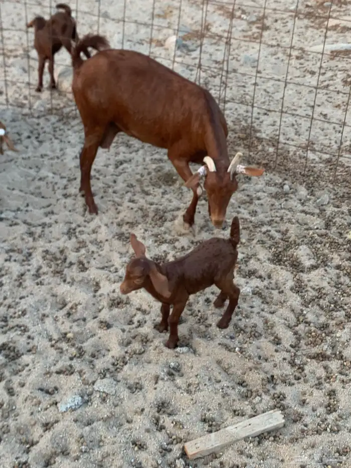 للبيع معزا دهم ومرخ جنوبيه 0