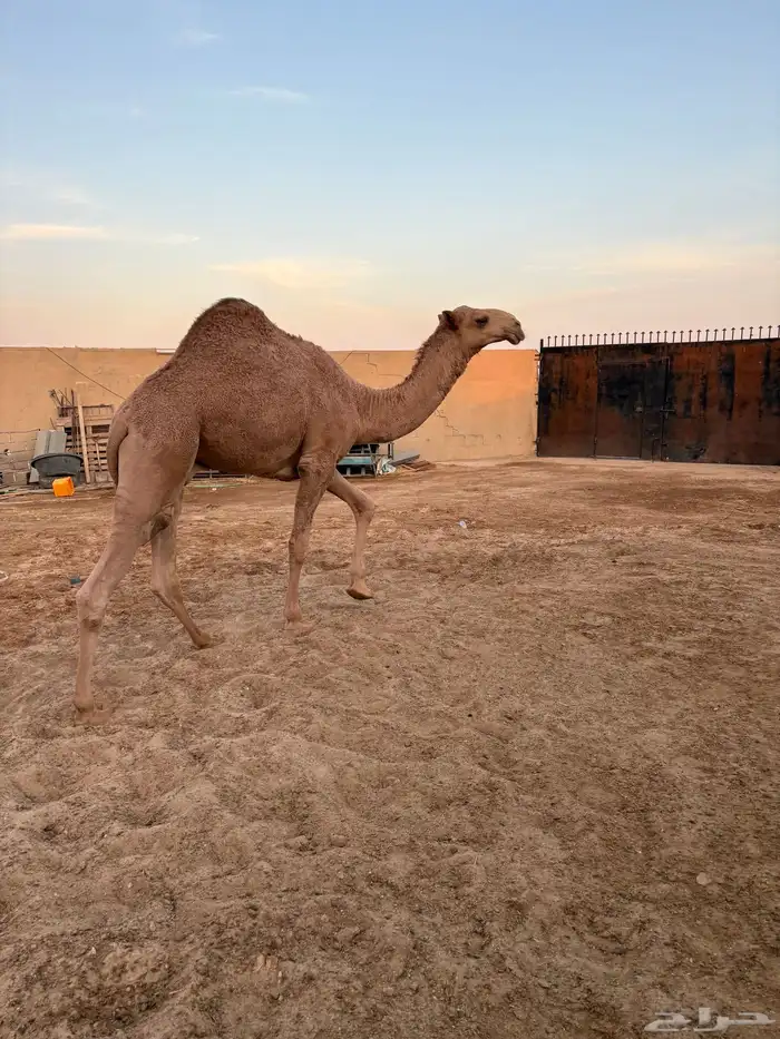 قعود أشعل طايش وزن وزن سومه 8000 0