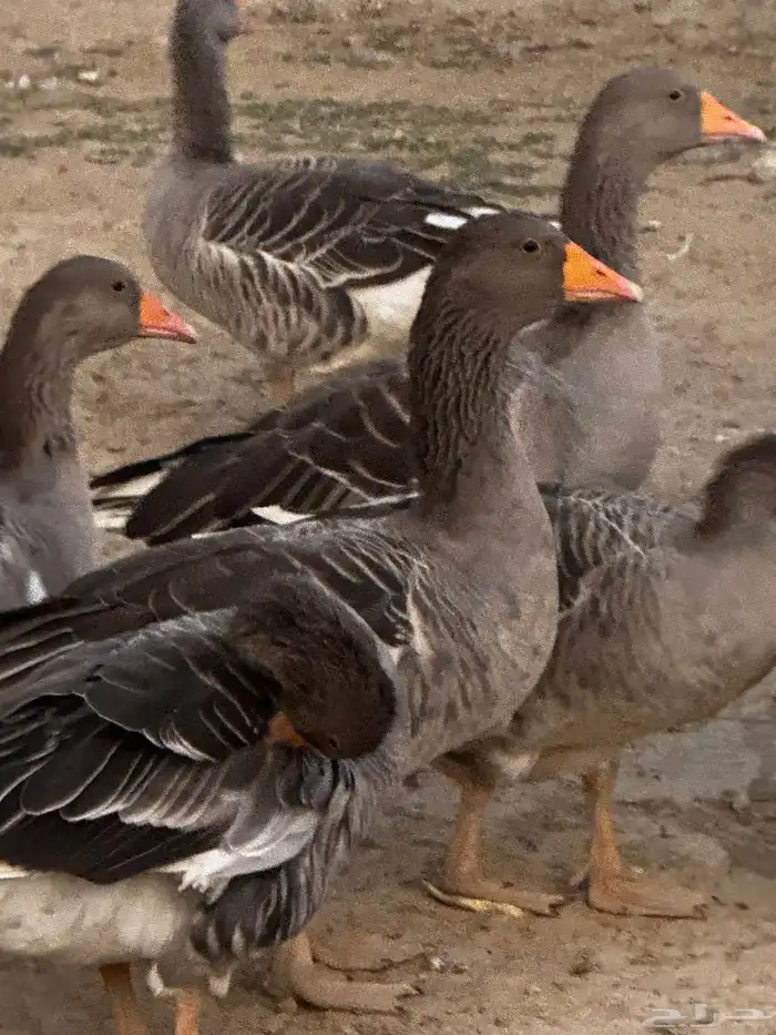 وز بلدي سوبر جامبو 1