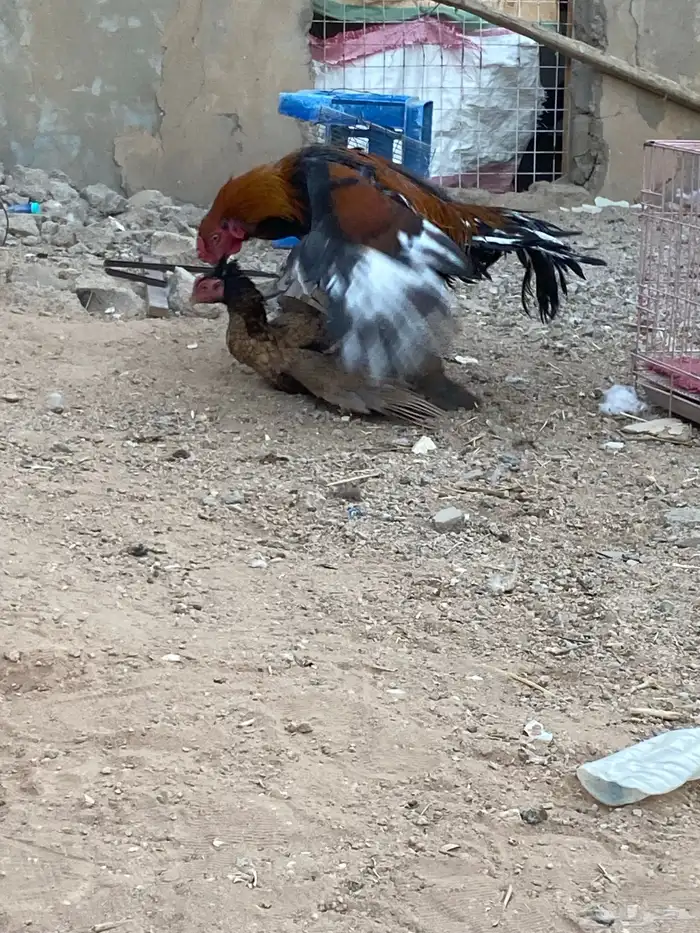 ديك ودجاجه بكستاني 1