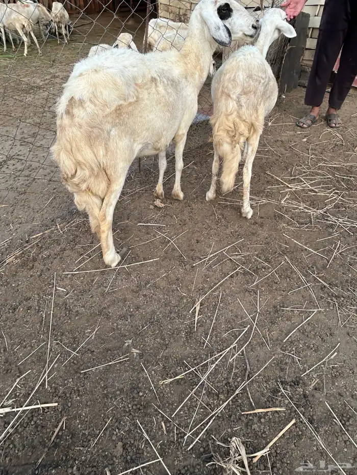 نعجتين سواكني للبيع 4