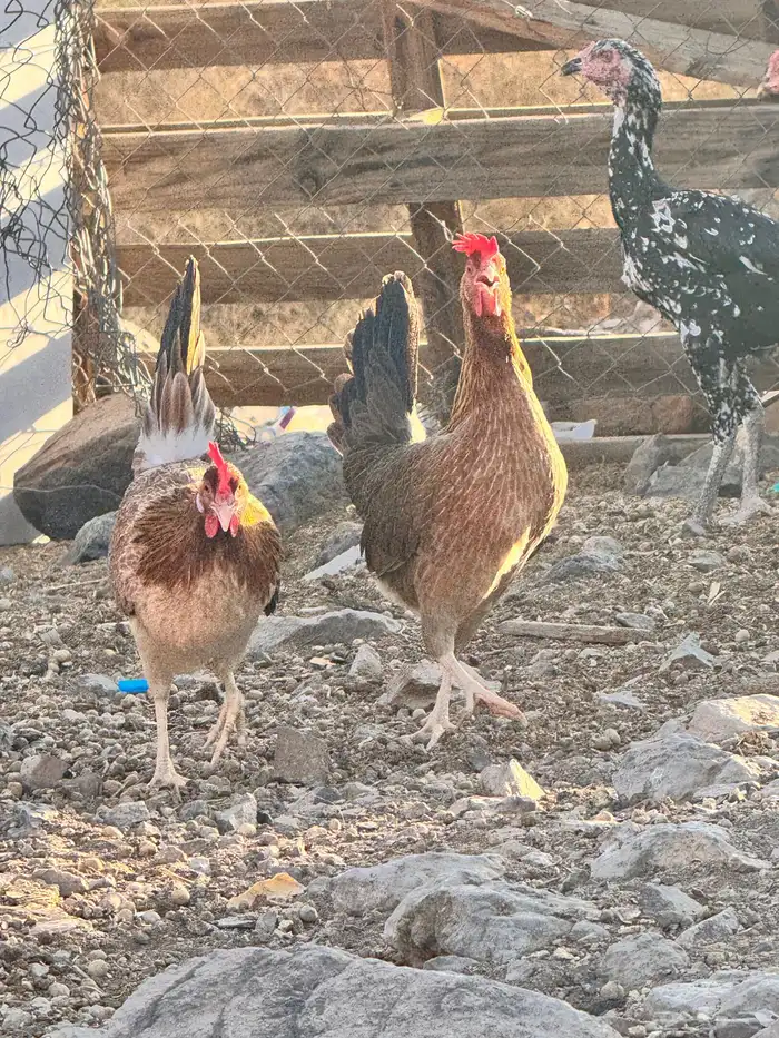 للبيع دجاج ترث 0