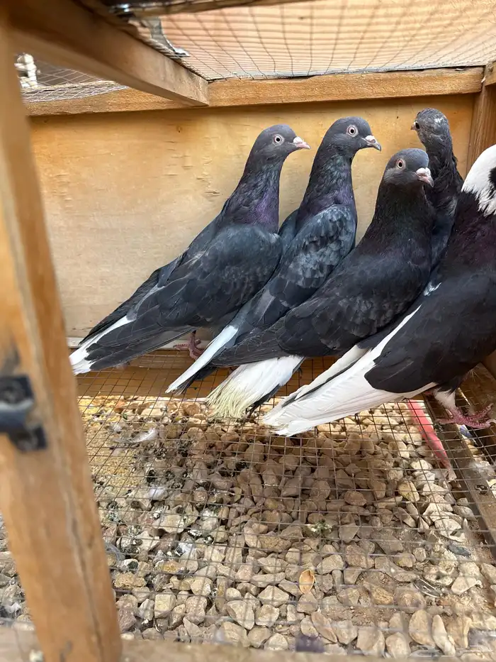 قطايف العدد6 1