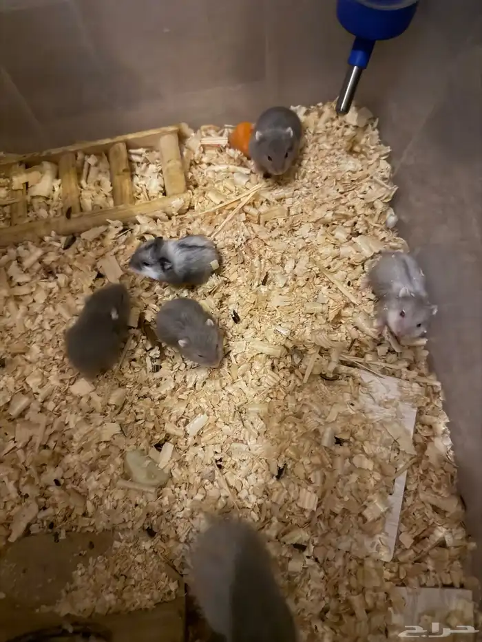 هامستر ونتر وايت للبيع 13