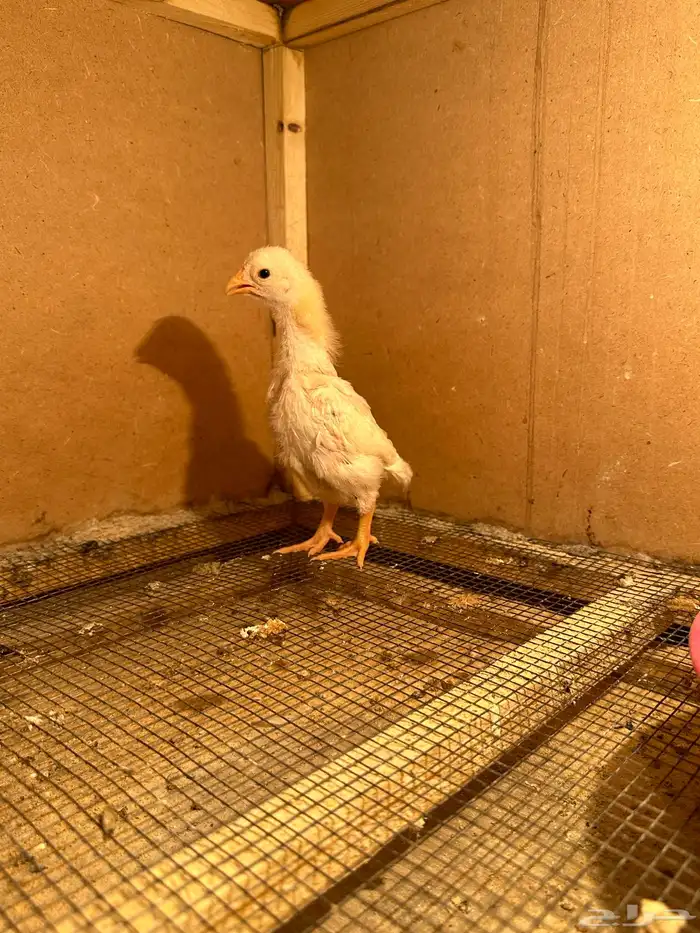 صوص كوشامو (تم البيع) 8