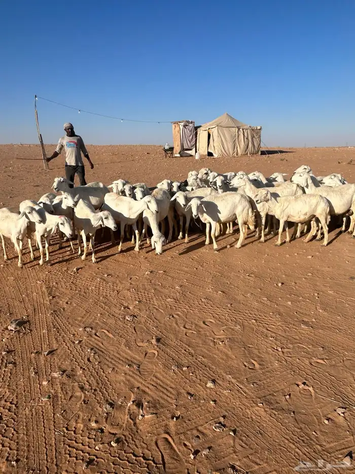 غنم حريات مراح 1