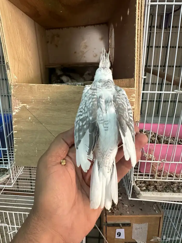 فروخ كروان رسيسف وايت فيس 4