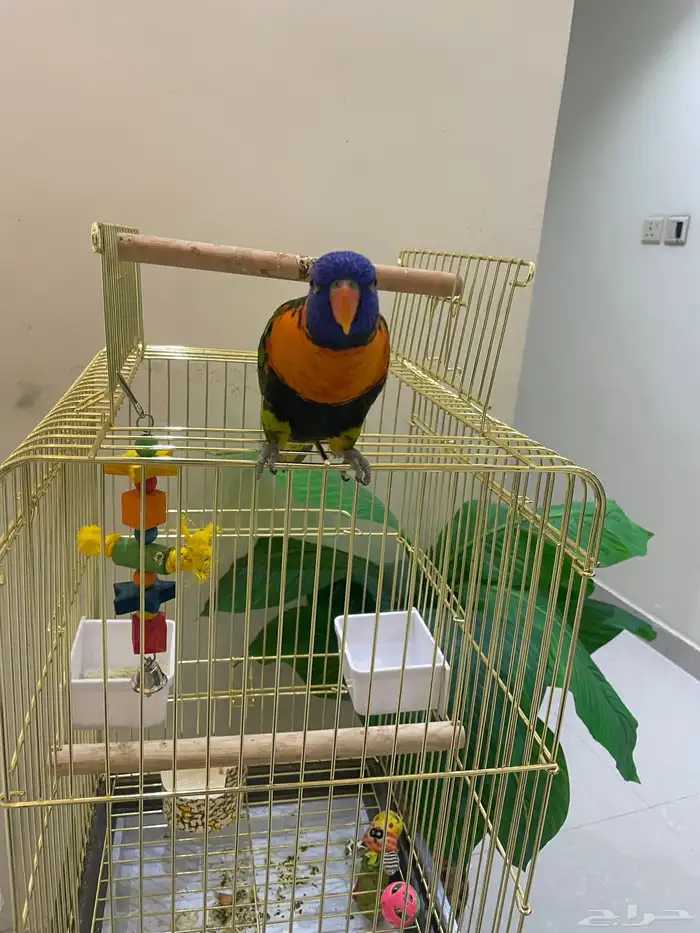 للبيع ببغاء الوري 6