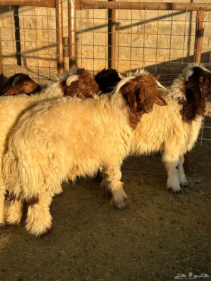 مشروع فحل نعيم 7