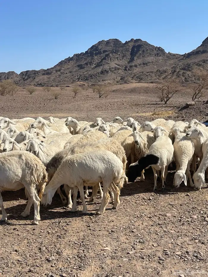 ضان ( تم البيع ) 12