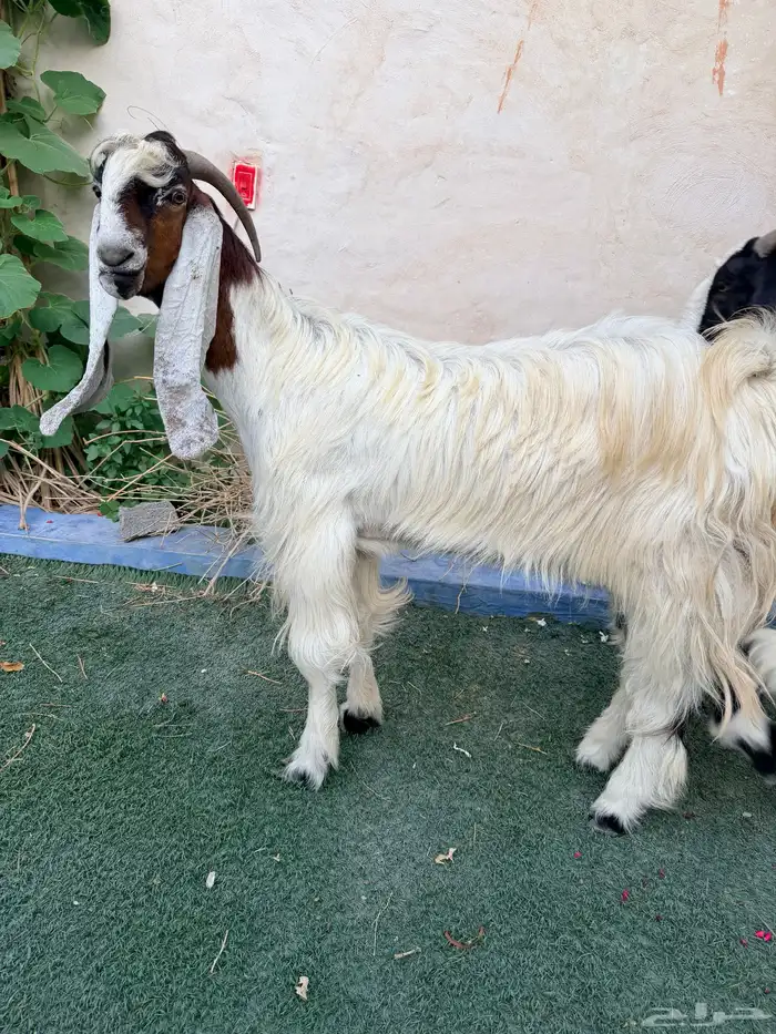 عنز جرمه وشكله طيب دافع توأم 6