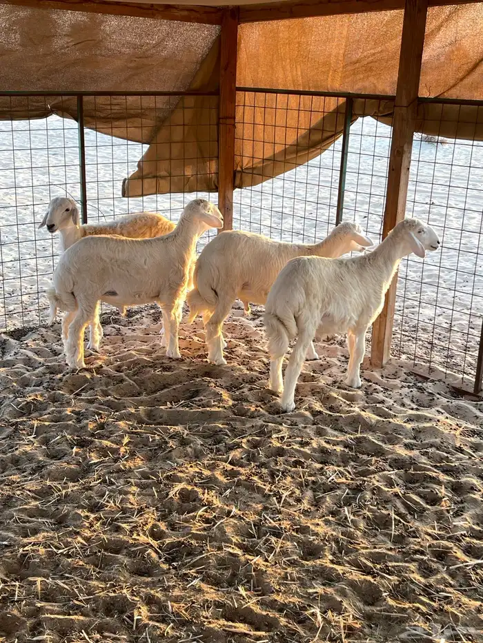 خرفاان حريه اعمارها اكثر من 4 شهور 0