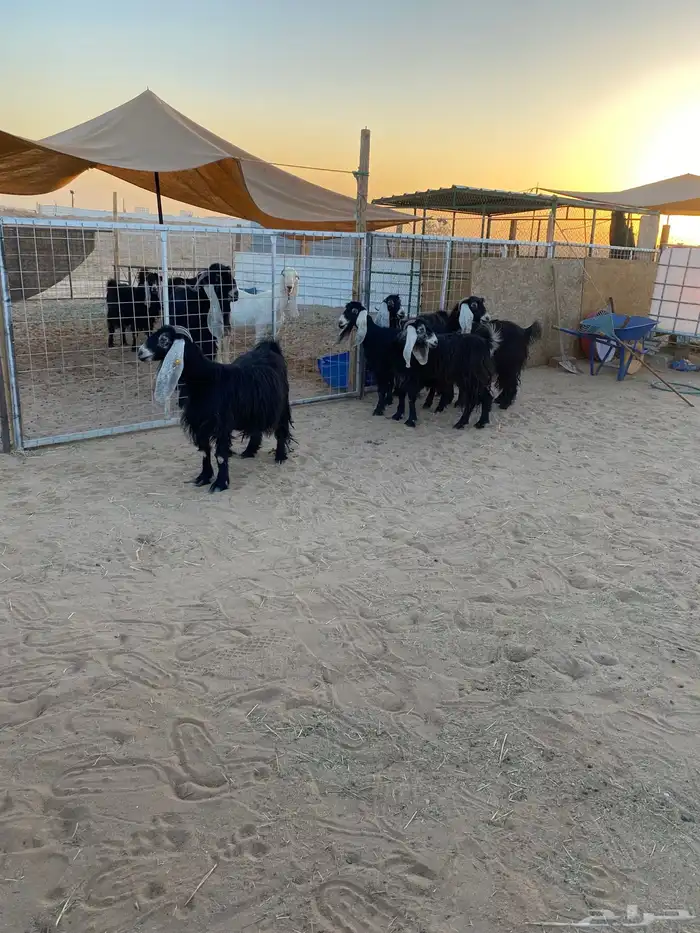 معزا عوارض دفيع 2