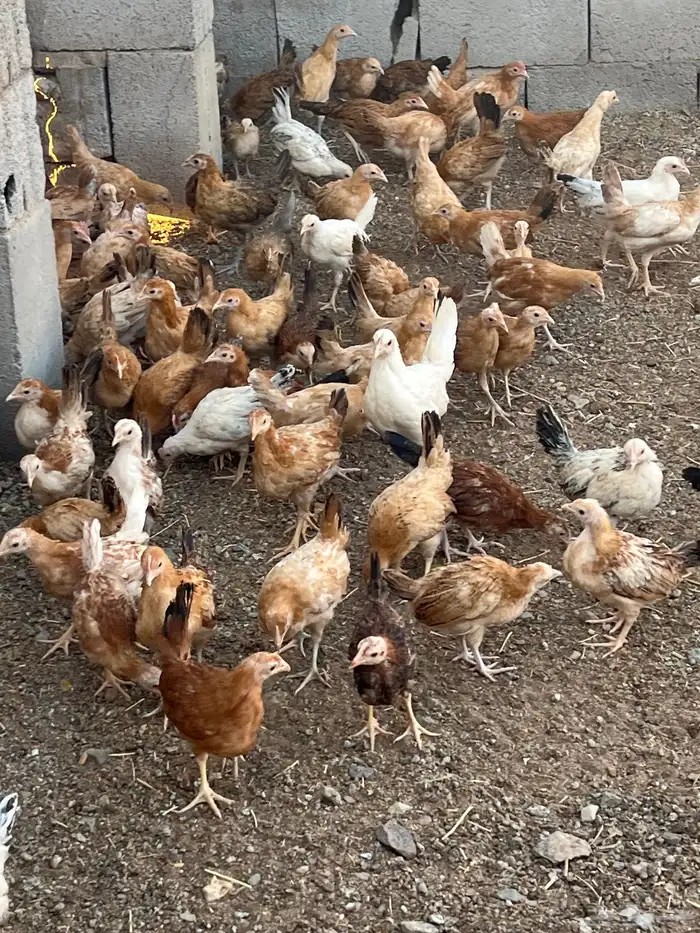 دجاج بلدي فواتح العمر من ثلاثه اشهر الى اربعه 7