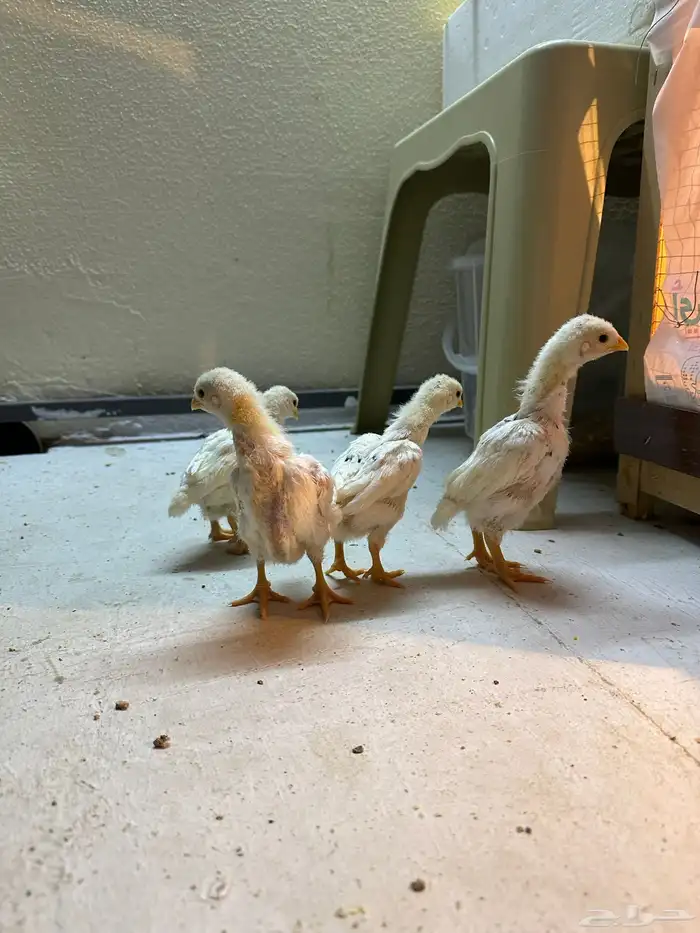 صوص كوشامو (تم البيع) 2