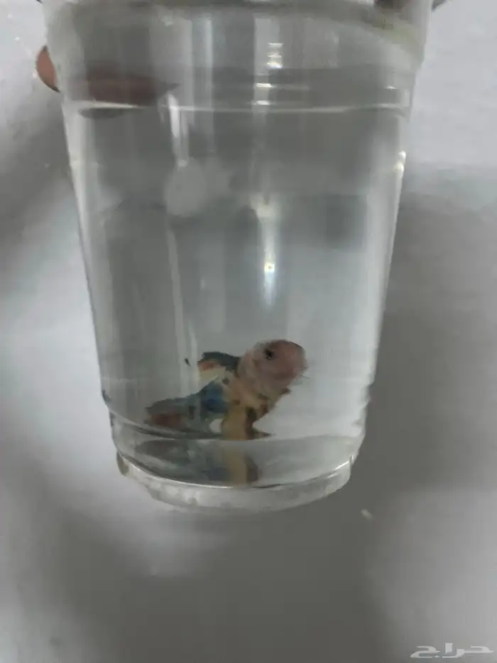 أسماك أنثى أو ذكر للبيع 4