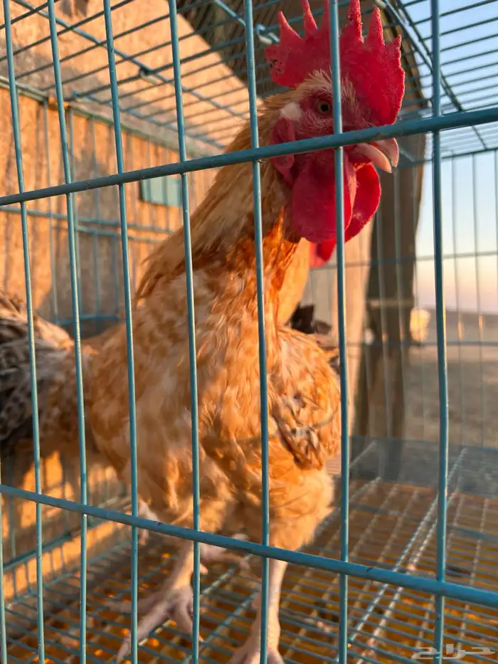 ديوك تركيه مستوى تب وأحجام تب 6