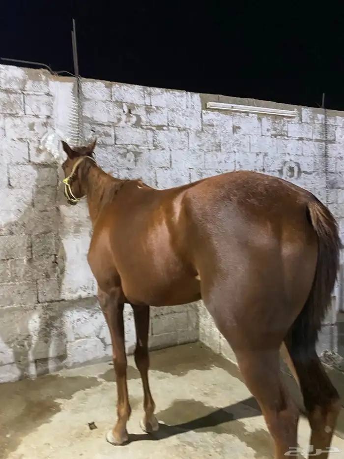 حصانين تدريب انقليزيات 2