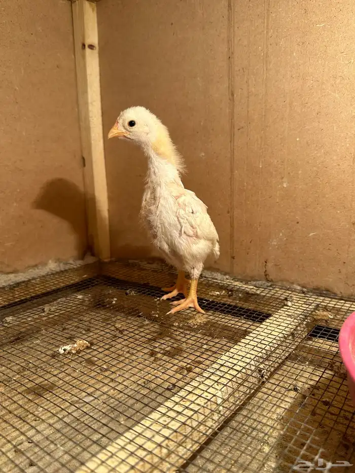 صوص كوشامو (تم البيع) 6