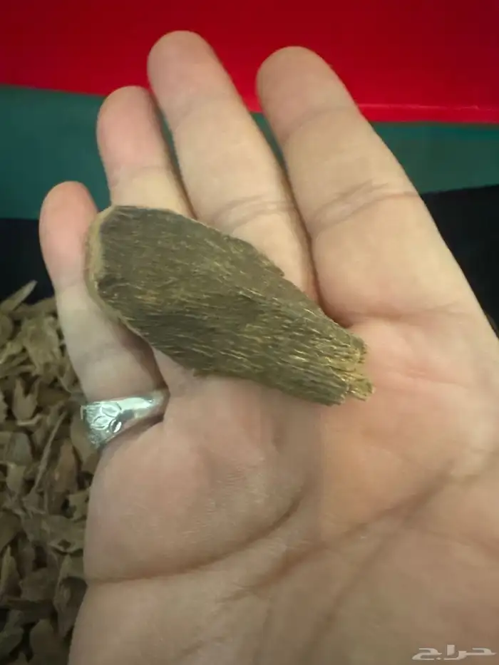 عود مالينو طبيعي 100  100 1