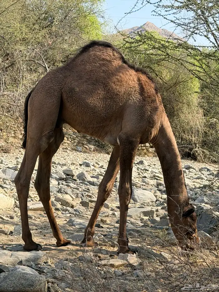 قعدان للبيع 1