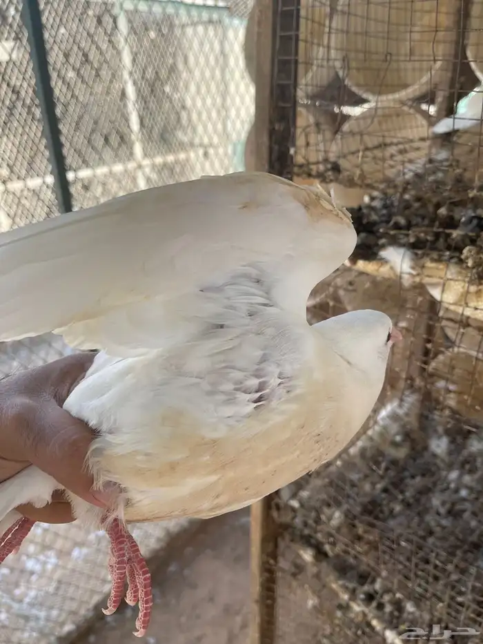 فروخ حمام فرنسي 2