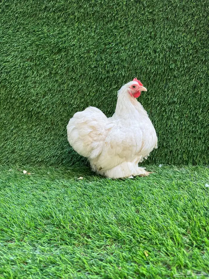 للبيع دجاج زينه 2