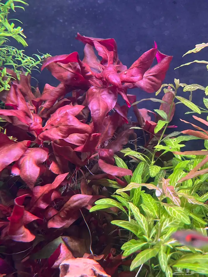 اسماك ونباتات مائية 0