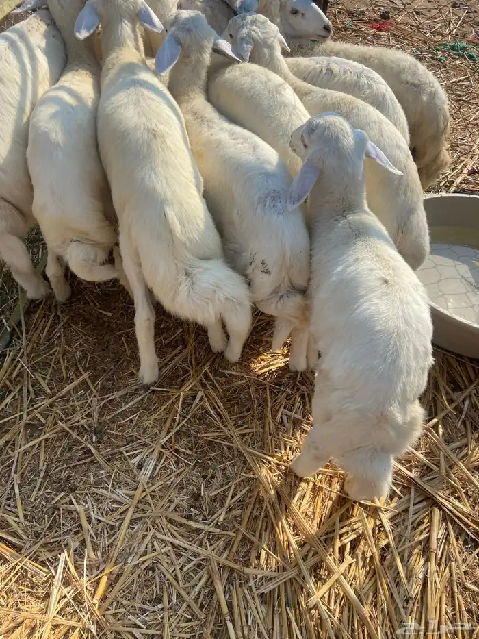 طليان ورخال 3