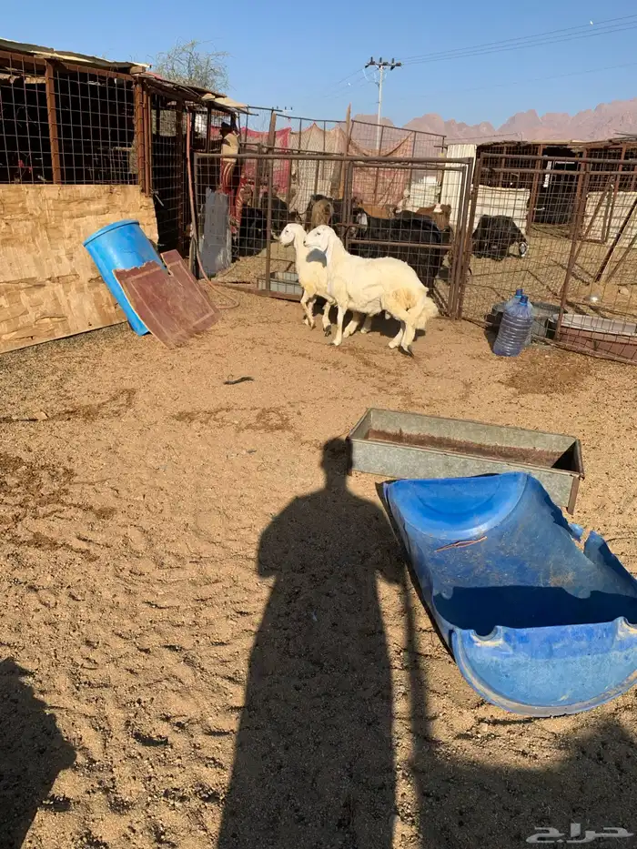 طليان اثنين 1