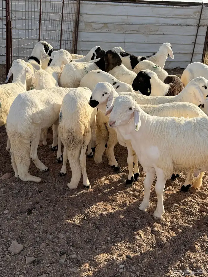 سواكن مرابي 1