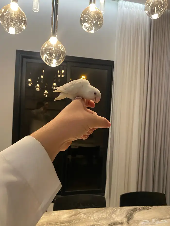 للبيع ببغاء روز 1