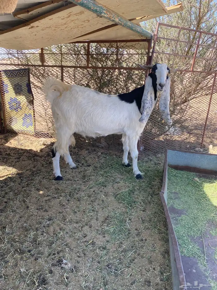 عنز دافع مشروكه عارضيه مع هولنديه 0