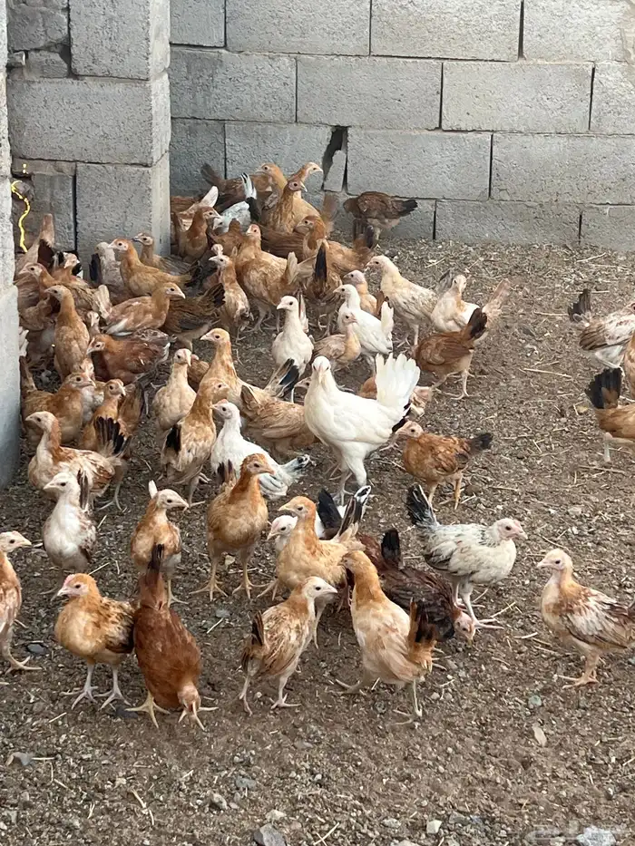 دجاج بلدي فواتح العمر من ثلاثه اشهر الى اربعه 6