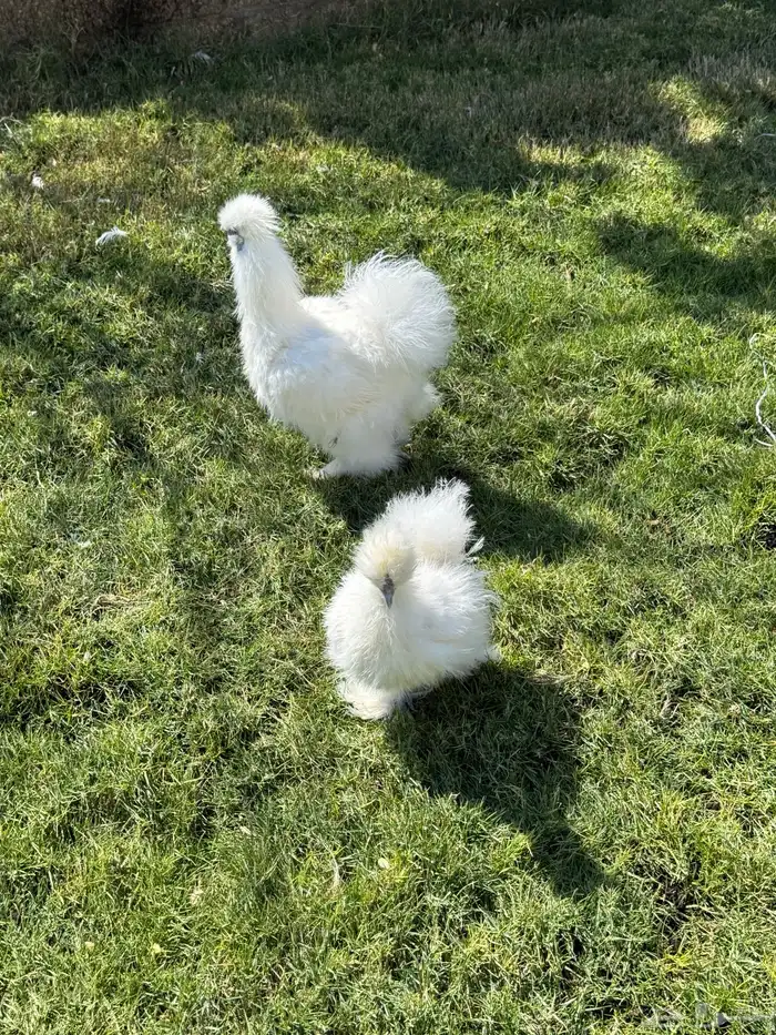 جوز دجاج قطني 4