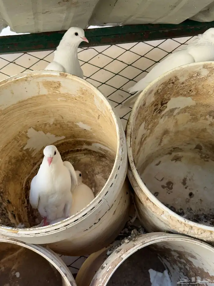 للبيع حمام صنعاويات اصليات 0