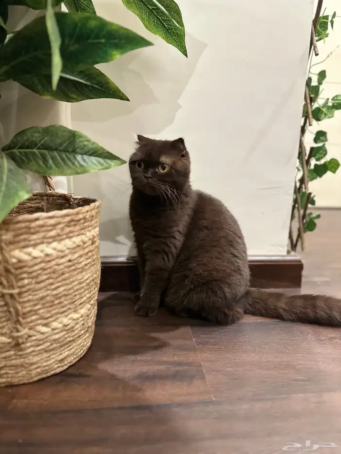 سكوتش فولد Chocolate - أنثى 0