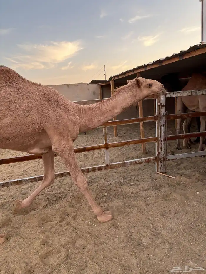 قعود أشعل طايش وزن وزن سومه 8000 2