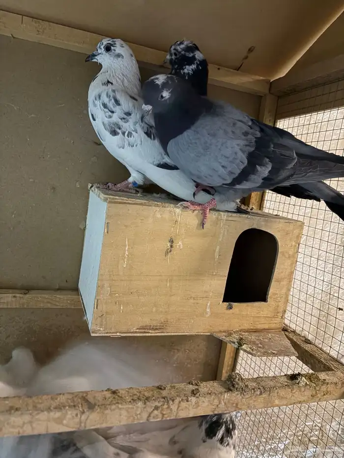 حمام للبيع قطيفي باكستاني فرنسي صنعاني 6