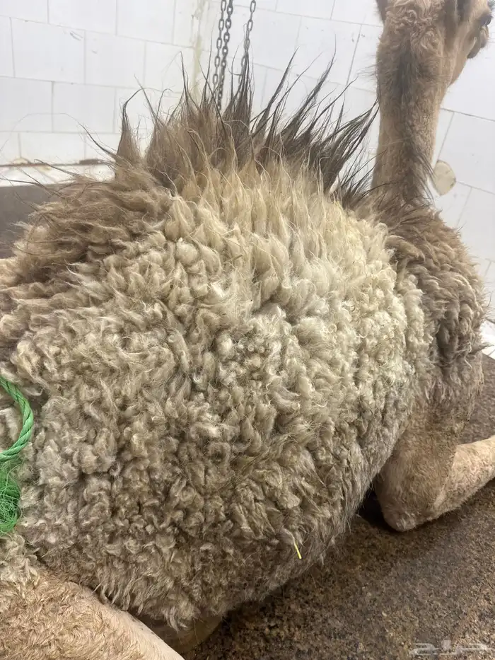 حوار لباني شرط عمره(4)اشهر والحم مضمون ف الصحن 0